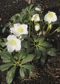 Helleborus niger 'HGC Josef Lemper'